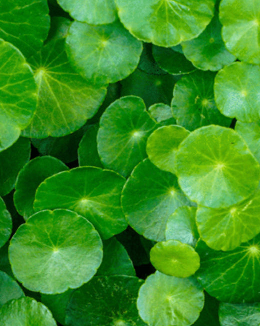 Bondingkomplex als Wirkstoff in Khadi Haarpflege