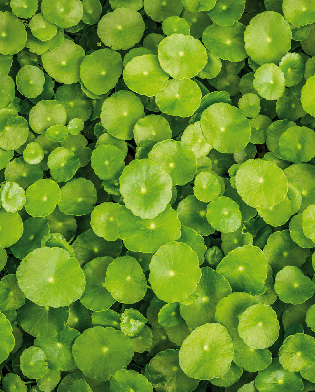 Lila Care Competence Darstellung von Khadi