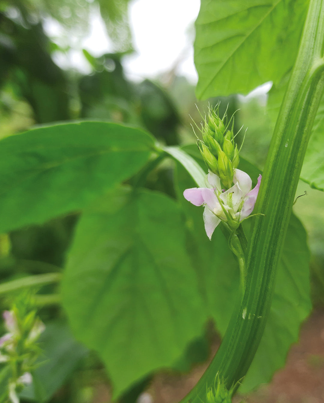 Bild von Granatapfel, Wirkstoff in Khadi-Haarpflege