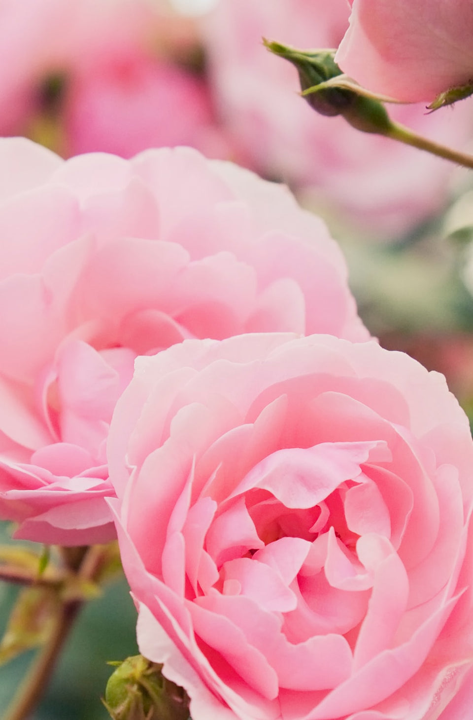 Bild von Khadi Ayurvedisches Elixier Shampoo Rose Repair