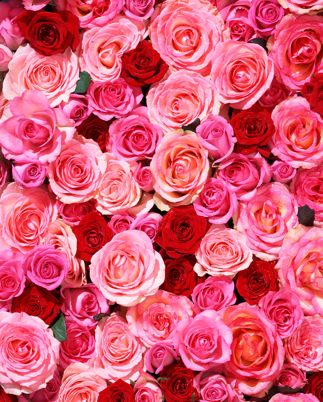 Bild von Rhabarber, Inhaltsstoff und Wirkstoff von Khadi